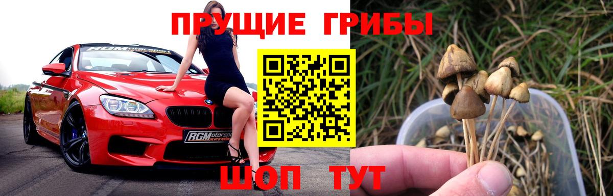 Галлюциногенные грибы Psilocybine cubensis Дмитров